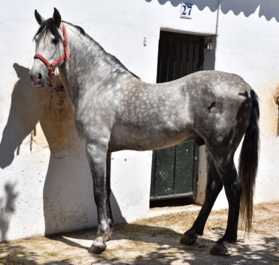 andalusian horses for sale in canada